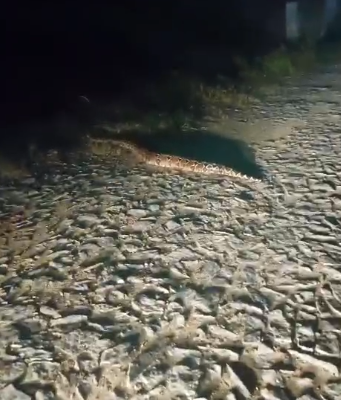 Cobra é flagrada passeando pelas ruas do Bairro Bugi em Iguatu