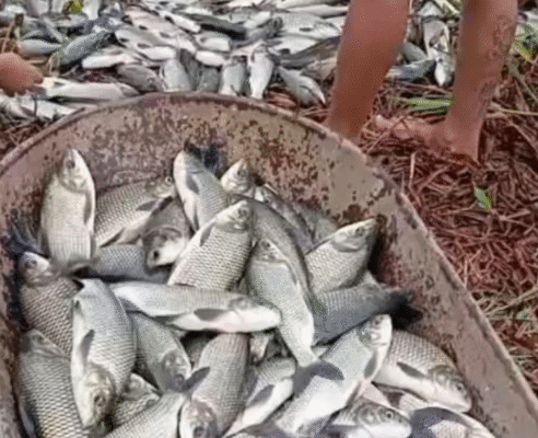 Chuvas fortes garantem fartura de peixes no Açude do Angico, em Acopiara