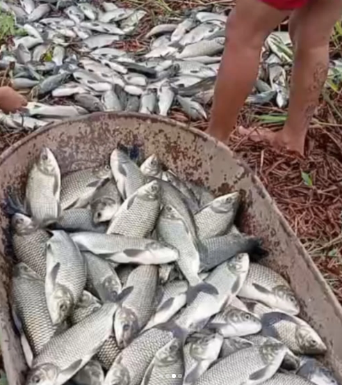 Chuvas fortes garantem fartura de peixes no Açude do Angico, em Acopiara