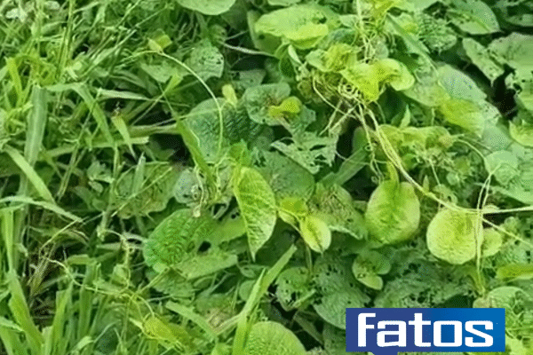 Esgoto é flagrado sendo despejado no Rio Jaguaribe em Iguatu e gera preocupação ambiental